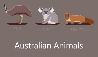 Australian Animals